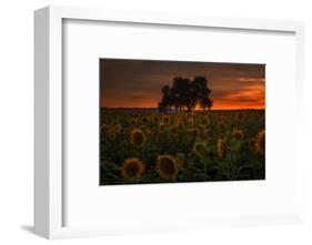 Dark Star Burn - Sunflower Magic-Vincent James-Framed Photographic Print