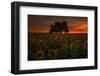 Dark Star Burn - Sunflower Magic-Vincent James-Framed Photographic Print