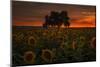 Dark Star Burn - Sunflower Magic-Vincent James-Mounted Photographic Print