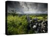 Dark Storm Clouds Above Stone Wall Near Combestone Tor, Devon, Dartmoor Np, UK-Ross Hoddinott-Stretched Canvas