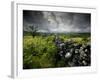 Dark Storm Clouds Above Stone Wall Near Combestone Tor, Devon, Dartmoor Np, UK-Ross Hoddinott-Framed Photographic Print