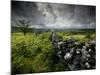 Dark Storm Clouds Above Stone Wall Near Combestone Tor, Devon, Dartmoor Np, UK-Ross Hoddinott-Mounted Photographic Print