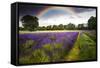 Dark Storm Clouds over Vibrant Lavender Field Landscape with Beautiful Rainbow-Veneratio-Framed Stretched Canvas