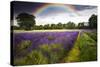 Dark Storm Clouds over Vibrant Lavender Field Landscape with Beautiful Rainbow-Veneratio-Stretched Canvas