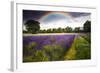 Dark Storm Clouds over Vibrant Lavender Field Landscape with Beautiful Rainbow-Veneratio-Framed Photographic Print