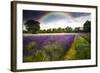 Dark Storm Clouds over Vibrant Lavender Field Landscape with Beautiful Rainbow-Veneratio-Framed Photographic Print