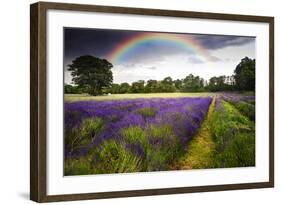 Dark Storm Clouds over Vibrant Lavender Field Landscape with Beautiful Rainbow-Veneratio-Framed Photographic Print
