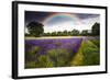 Dark Storm Clouds over Vibrant Lavender Field Landscape with Beautiful Rainbow-Veneratio-Framed Photographic Print