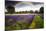 Dark Storm Clouds over Vibrant Lavender Field Landscape with Beautiful Rainbow-Veneratio-Mounted Photographic Print