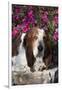 Dark Tri-Color Basset Hound Lying on Rock Wall by Autumn Flowers, Geneva, Illinois, USA-Lynn M^ Stone-Framed Photographic Print