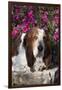 Dark Tri-Color Basset Hound Lying on Rock Wall by Autumn Flowers, Geneva, Illinois, USA-Lynn M^ Stone-Framed Photographic Print