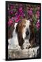 Dark Tri-Color Basset Hound Lying on Rock Wall by Autumn Flowers, Geneva, Illinois, USA-Lynn M^ Stone-Framed Photographic Print