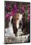 Dark Tri-Color Basset Hound Lying on Rock Wall by Autumn Flowers, Geneva, Illinois, USA-Lynn M^ Stone-Mounted Photographic Print