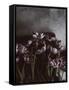 Dark Tulips-Design Fabrikken-Framed Stretched Canvas