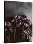 Dark Tulips-Design Fabrikken-Stretched Canvas