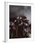 Dark Tulips-Design Fabrikken-Framed Premium Photographic Print