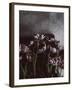 Dark Tulips-Design Fabrikken-Framed Premium Photographic Print