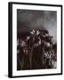 Dark Tulips-Design Fabrikken-Framed Premium Photographic Print