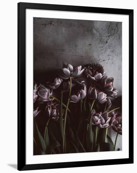 Dark Tulips-Design Fabrikken-Framed Photographic Print