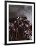 Dark Tulips-Design Fabrikken-Framed Photographic Print