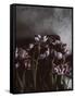 Dark Tulips-Design Fabrikken-Framed Stretched Canvas