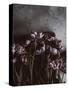 Dark Tulips-Design Fabrikken-Stretched Canvas