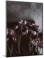 Dark Tulips-Design Fabrikken-Mounted Photographic Print