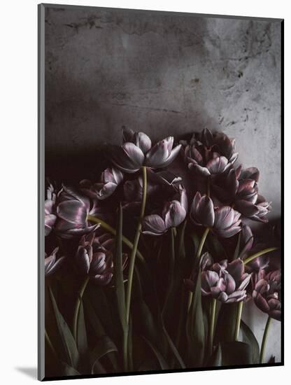 Dark Tulips-Design Fabrikken-Mounted Photographic Print