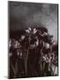 Dark Tulips-Design Fabrikken-Mounted Photographic Print