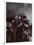 Dark Tulips-Design Fabrikken-Framed Photographic Print