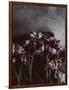 Dark Tulips-Design Fabrikken-Framed Photographic Print