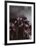 Dark Tulips-Design Fabrikken-Framed Photographic Print