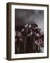 Dark Tulips-Design Fabrikken-Framed Photographic Print