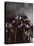 Dark Tulips-Design Fabrikken-Stretched Canvas