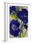 Dark Violetti Flowers II-Lanie Loreth-Framed Art Print