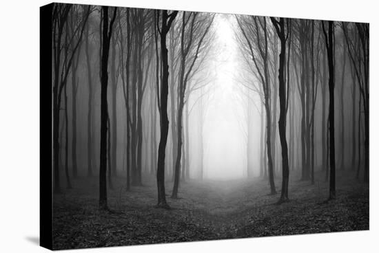 Dark Woods-PhotoINC-Stretched Canvas