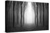 Dark Woods-PhotoINC-Stretched Canvas