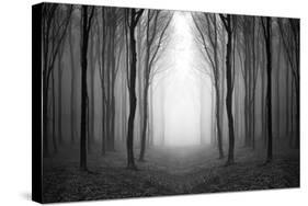 Dark Woods-PhotoINC-Stretched Canvas