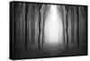 Dark Woods-PhotoINC-Framed Stretched Canvas