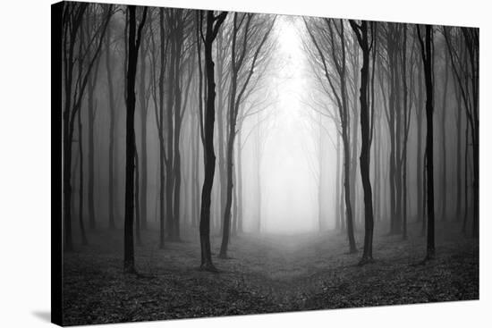 Dark Woods-PhotoINC-Stretched Canvas