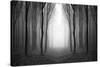 Dark Woods-PhotoINC-Stretched Canvas