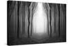 Dark Woods-PhotoINC-Stretched Canvas