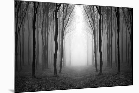 Dark Woods-PhotoINC-Mounted Photographic Print