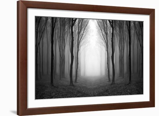 Dark Woods-PhotoINC-Framed Photographic Print