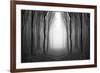 Dark Woods-PhotoINC-Framed Photographic Print