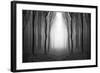 Dark Woods-PhotoINC-Framed Photographic Print