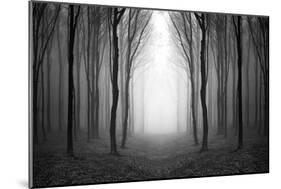 Dark Woods-PhotoINC-Mounted Photographic Print