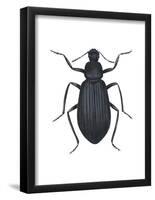 Darkling Beetle (Alobates Pennsylvanica), Insects-Encyclopaedia Britannica-Framed Poster