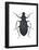 Darkling Beetle (Alobates Pennsylvanica), Insects-Encyclopaedia Britannica-Framed Poster