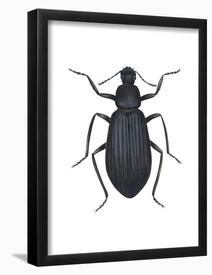 Darkling Beetle (Alobates Pennsylvanica), Insects-Encyclopaedia Britannica-Framed Poster